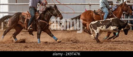 Cowboys on horseback rope a calf around head and ankles in a calf roping event at an Australian country rodeo. Stock Photo