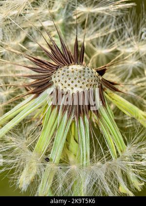 Dandelion seed spores (Taraxacum officinale) blowing away in the wind. Isolated selective focus on center of seed head. Common weeds found worldwide. Stock Photo