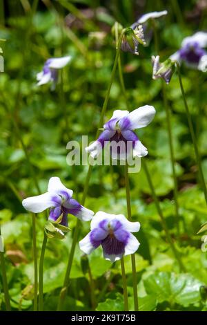 Sydney Australia, delicate flowers of viola hederacea or native violets in garden Stock Photo