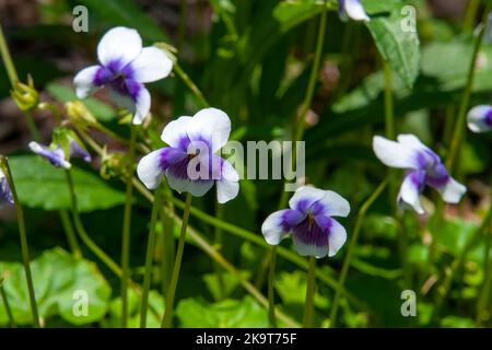 Sydney Australia, delicate flowers of viola hederacea or native violets in garden Stock Photo