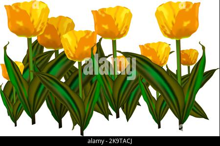 Yellow tulip flowers on white background Stock Vector