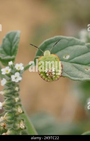 Vertical closeup on an instar, nymph, of the Southern green shieldbug, Nezara virudula in purple Russian sage flower Stock Photo