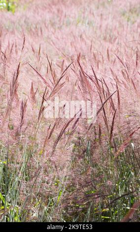 Fully bloomed pink reed field in Da Lat in Vietnam Stock Photo