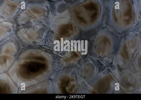 Turtle green - natural quartzite stone texture, photo of slab. Matt Italian stone texture for interior, exterior home decoration, floor tiles and Stock Photo