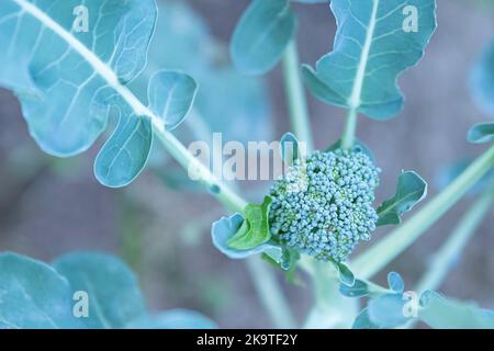 Selective focus on the flowering head of a broccoli (Brassica oleracea) plant from an overhead perspective. Stock Photo