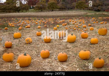 Pumpkin field before Halloween. Stock Photo