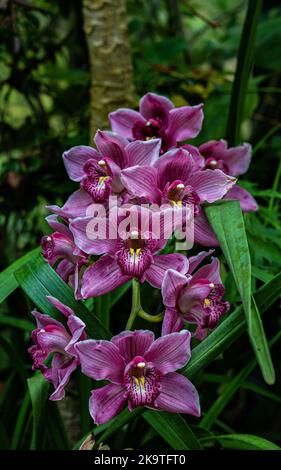 Pink orchirds align in a row as dragons attacking Stock Photo