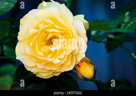 Beautiful yellow rose fully opened next to a rose bud with bokeh background. Stock Photo