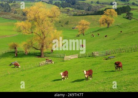 Hereford cattle grazing on a lush green rolling pasture. Photographed in New Zealand Stock Photo