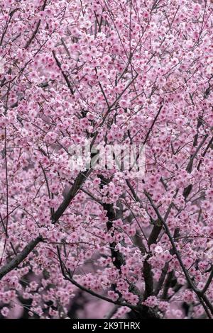 Pink cherry flower in full blossom during spring time with more flowers in the background Stock Photo