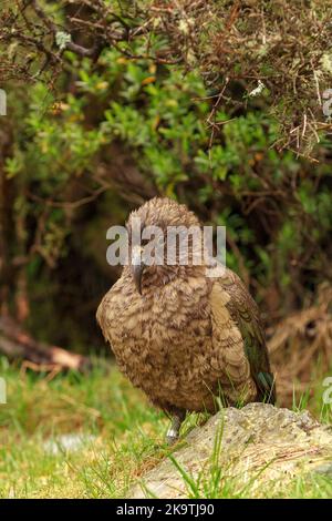 A kea, an alpine parrot found only in New Zealand, sheltering from the rain under a bush Stock Photo