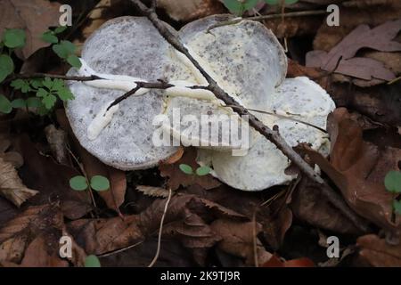 early Stages of Bolete eater fungus Stock Photo