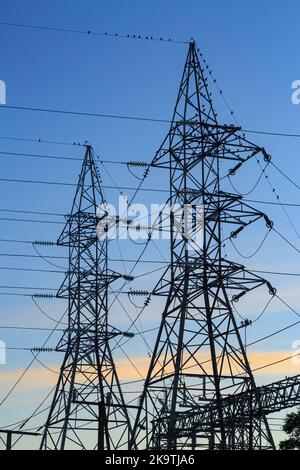Power pylons silhouetted against a dusk sky, with a flock of birds roosting on the wires Stock Photo
