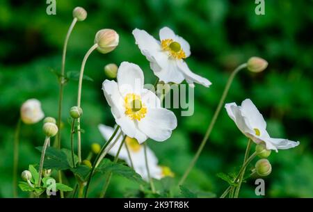 White chinese anemone (Anemone hupehensis), Rhineland-Palatinate, Germany Stock Photo