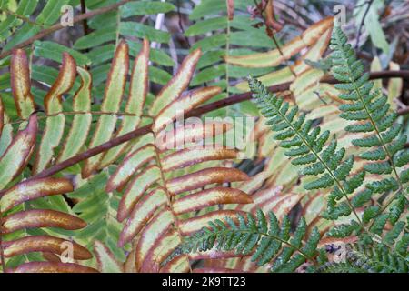 Royal fern (Osmunda regalis) and narrow buckler fern (Dryopteris carthusiana), province of Drenthe, Netherlands Stock Photo
