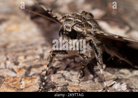 Rosy Underwing Moth head portrait sitting on tree trunk, seen from front diagonally left Stock Photo