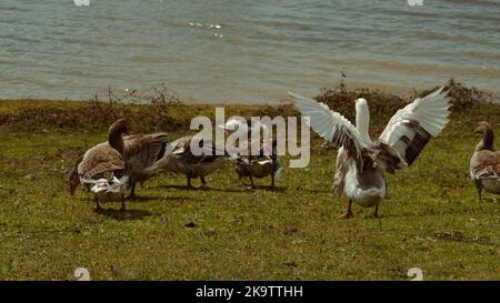 Geese standing in a group by the lake. The white goose spreads its wings. Stock Photo