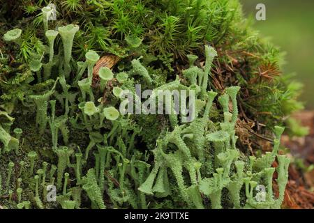 Cup lichen (Cladonia pyxidata), moss, group, detail, microcosm, macro, funnel-shaped, cup lichen, Cladonia, Cladonia, crustose lichen Stock Photo