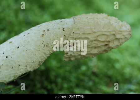 Common Stinkhorn (Phallus impudicus), detail, mushroom cap, cap, stinkhorn, morels (Morchella), morel, morel-like, Morchellaceae, Pezizales Stock Photo