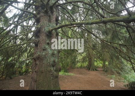 View of moss covered ground at European spruce taiga forest ( Picea Abies )  at Summer, Finland Stock Photo - Alamy