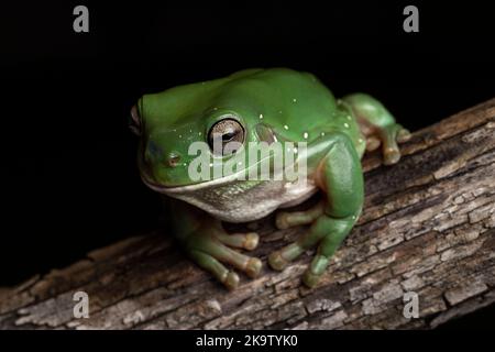 Australian Green Tree Frog on log Stock Photo