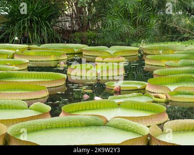 The leaves of the giant water lilies with the Latin names Victoria amazonica and the Victoria cruziana the largest water lilies in existence Stock Photo