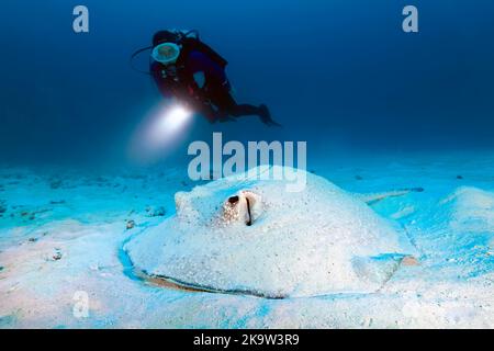 Diver with a torch observes hogfish (Urogymnus asperrimus) on sandy bottom, Pacific Ocean, Great Barrier Reef, Unesco World Heritage Site, Australia Stock Photo