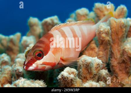 Blacktip grouper (Epinephelus fasciatus) resting on coral, Pacific Ocean, Great Barrier Reef, Unesco World Heritage Site, Australia Stock Photo