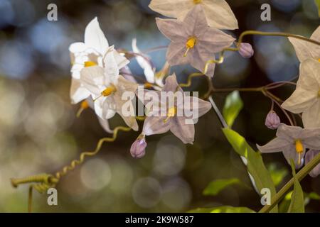 close-up of Album white potato vine flowers in bloom (solanum laxum album) Stock Photo