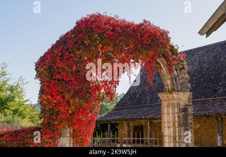 vibrant red and green Virginia creeper (Parthenocissus quinquefolia) climbing stonework Stock Photo