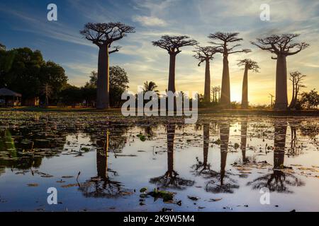 Allee des Baobabs - Avenue of the Baobabs in Morondova, Madagascar Stock Photo