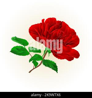 Simple red rose stem with leaves vintage on a white background vector illustration editable hand draw Stock Vector