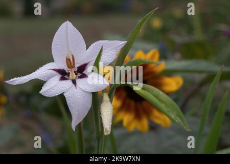 Abessinische Gladiole , Star gladiolus with water drops after the rain Stock Photo