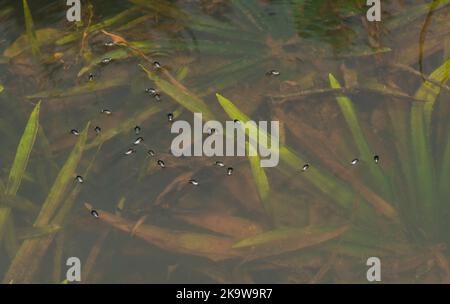 Group of  Whirligig beetles, Gyrinus substriatus, on a pond in Dorset, autumn. Stock Photo
