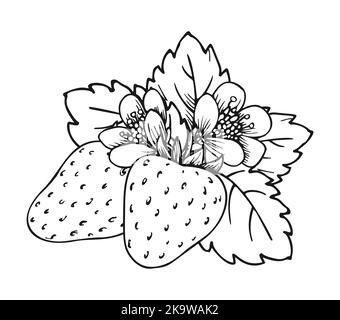 Strawberry blooming bush closeup hand drawn coloring book page. Two whole ripe berries with blossom flowers and leaves black and white sketch. Outline clip art for print greeting card poster patches Stock Vector