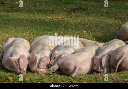 Gloucestershire Old Spot pigs - sow and piglets - near Minstead in the New Forest National Park, Hampshire. Autumn. Stock Photo