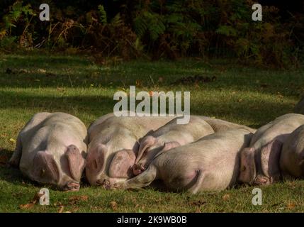 Gloucestershire Old Spot piglets near Minstead in the New Forest National Park, Hampshire. Autumn. Stock Photo