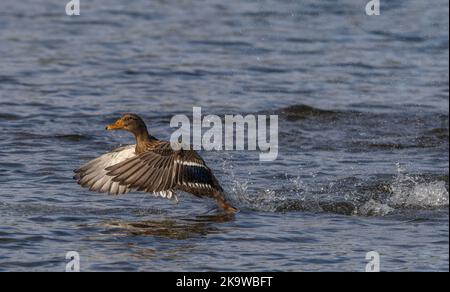 Female Mallard, Anas platyrhynchos, landing on lake surface. Stock Photo