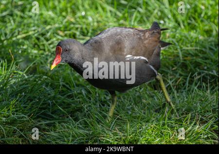 Common Moorhen, Gallinula chloropus, feeding in lakeside damp grassland. Stock Photo