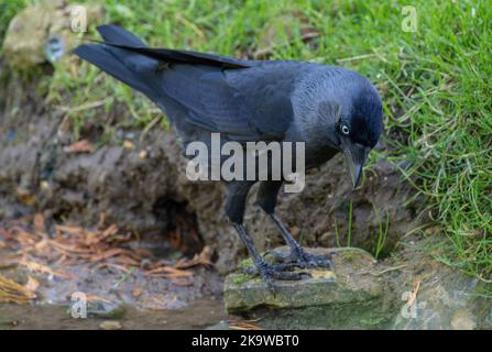 Jackdaw, Corvus monedula, feeding on lake margin. Stock Photo