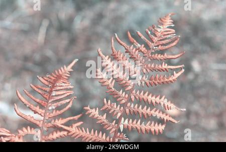 Close up picture of dried fern, abstract nature background, selective focus, color toning applied. Stock Photo