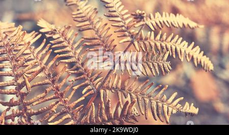 Close up picture of dried fern, abstract nature background, selective focus, color toning applied. Stock Photo