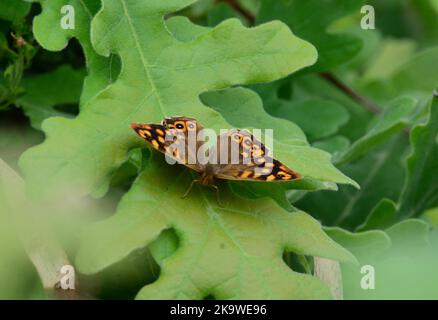 Speckled Wood Butterfly Pararge aegeria resting on Oak leaf, UK Stock Photo