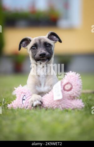 Vertical Portrait of Whippet Puppy with Toy. Medium Size Young Dog Breed in the Garden. Stock Photo
