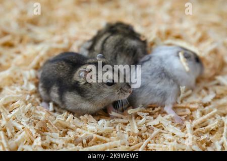 Gray and white hamsters sit on sawdust. Small hamsters on wood shavings. A brood of rodents. The offspring of mice. Cute pets. Stock Photo