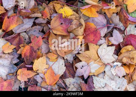 Autumn leaves colour background during the November fall on the forest floor having fallen from a maple tree, stock photo image Stock Photo