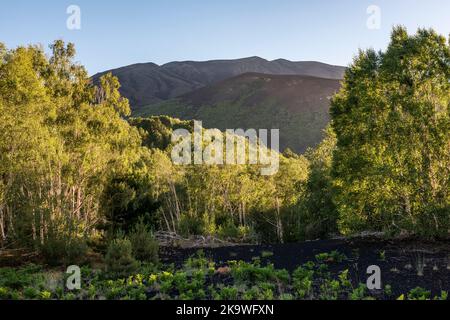 A summertime view of Mount Etna, Sicily, seen from the silver birch woods below the Sartorius Craters (formed in 1865) Stock Photo