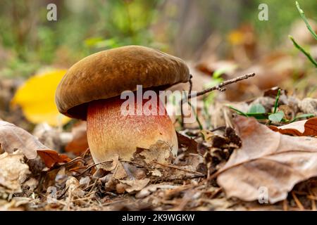 Boletus luridus (Suillellus luridus) close-up shot of forest mushroom. Stock Photo