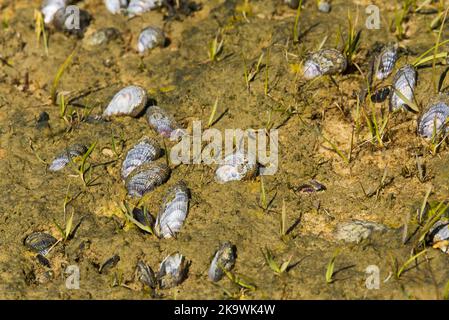 An exposed mussel bed at low tide within a nature preserve on Martha's vineyard on a sunny day. Stock Photo