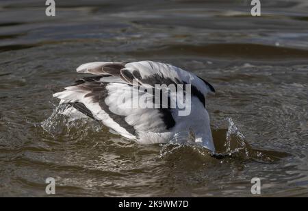Avocet, Recurvirostra avosetta, preening and washing in a shallow lagoon. Stock Photo